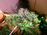 Roemerfest_2014_15-scaled.jpg