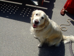 2007-Umzug-in-Petinesca_10.jpg