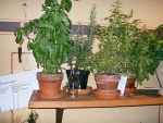 2011-Augusta-Raurica_39