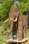 2007-Mammut-Umgang_5.jpg